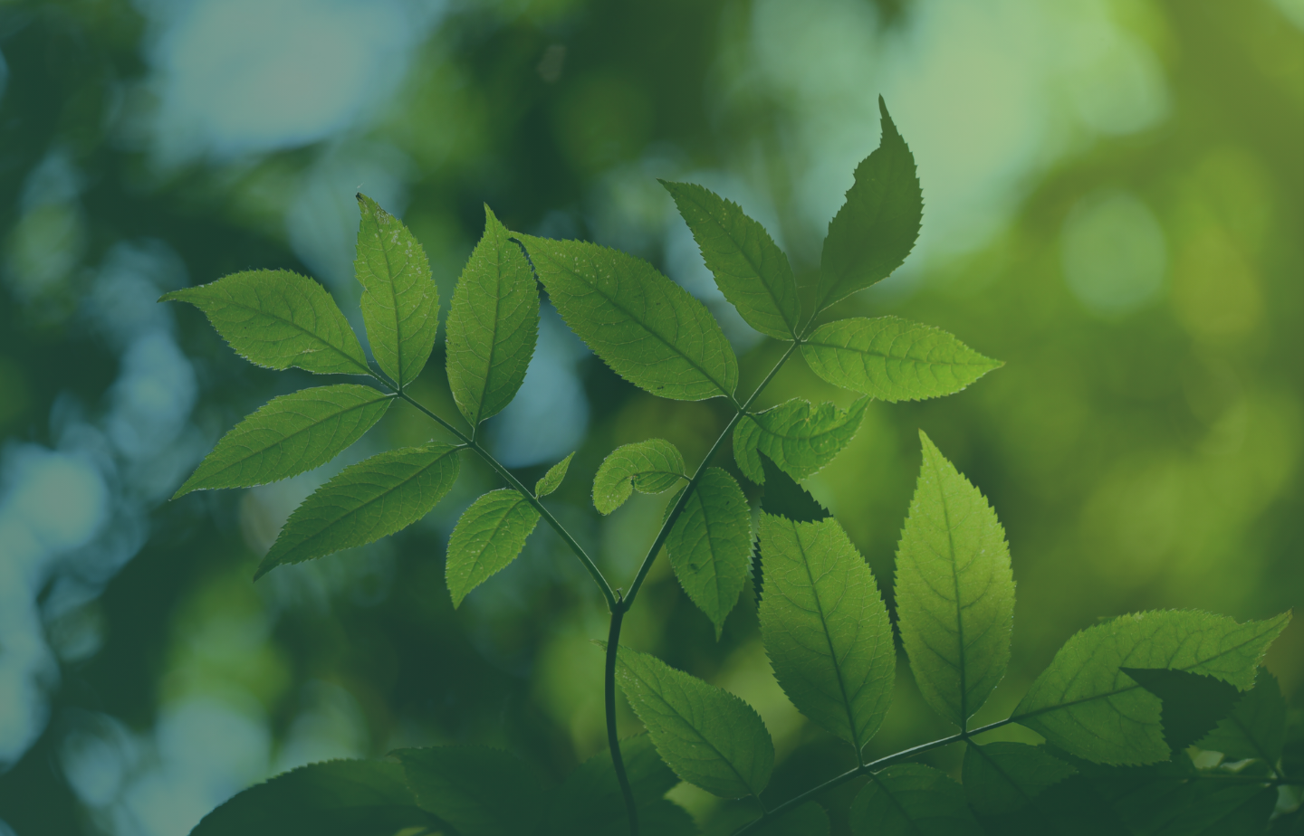 Happy World Environment Day!